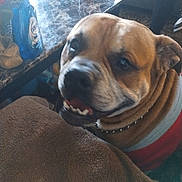 Zeus is registered to the contest to win money with this photo: dog, pet, collar, marble_table, bottle, cup, brown_fabric, happy, indoor, fur, smiling, animal, closeup, muzzle, wrinkles, seated, household_items, canine, looking_up, blurred_background