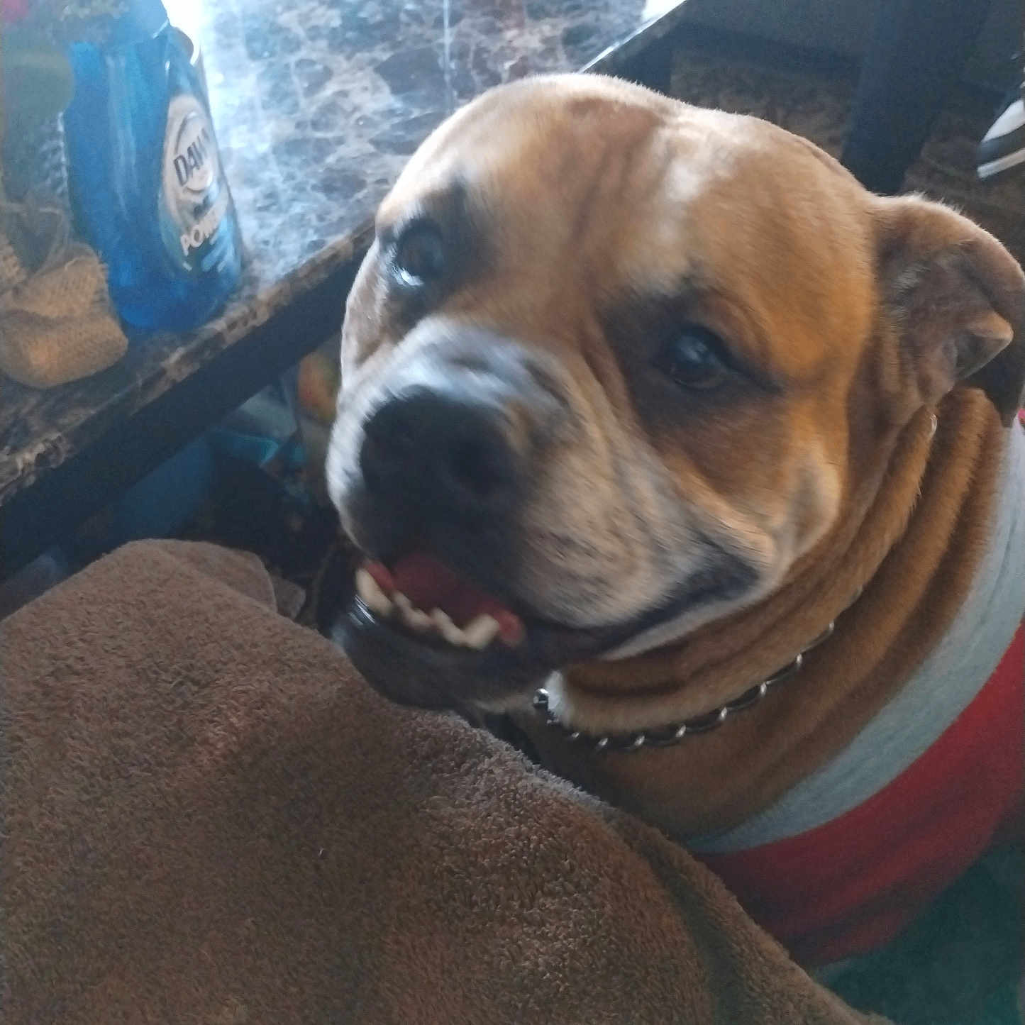 Zeus is registered to the contest to win money with this photo: animal, blurred_background, bottle, brown_fabric, canine, closeup, collar, cup, dog, fur, happy, household_items, indoor, looking_up, marble_table, muzzle, pet, seated, smiling, wrinkles