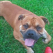 Zeus is registered to the contest to win money with this photo: animal, brown_dog, canine, chew_toy, closeup, cute, daytime, dog, friendly, grass, happy, lying_down, mammal, nature, outdoor, pet, playful, summer, tongue_out, toy