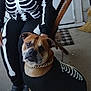 Zeus is registered to the contest to win money with this photo: animal, black_clothing, broom, brown_dog, chain, chair, costume, cute, decor, dog, door, floor, holiday, indoor, matching_outfits, person, pet, portrait, seated, skeleton
