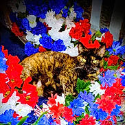 Tortie is registered to the contest to win money with this photo: animal, blue_flowers, cat, closeup, colorful, floral_arrangement, flowers, fur, green_leaves, indoor, leaf, nature, pet, plant, red_flowers, relaxing, sitting, tortoiseshell_cat, whiskers, white_flowers