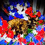 animal, blue_flowers, cat, closeup, colorful, floral_arrangement, flowers, fur, green_leaves, indoor, leaf, nature, pet, plant, red_flowers, relaxing, sitting, tortoiseshell_cat, whiskers, white_flowers