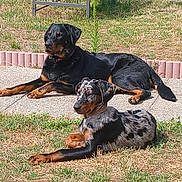 Adès participe au concours pour gagner de l'argent avec cette photo : dog, dogs, outdoor, sunlight, grass, yard, relaxing, animal, pet, canine, black_and_tan, merle, laying_down, collar, summer, nature, backyard, pavement, greenery, daytime