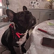 Pablo a rejoint le concours — aidez-le/la à gagner de superbes lots ! dog, french_bulldog, bow_tie, chair, table, pen, phone, cushion, indoor, home_decor, picture_frame, plant, curtains, floor_tiles, cabinet, animal, pet, looking_up, black_dog, cozy