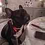 dog, french_bulldog, bow_tie, chair, table, pen, phone, cushion, indoor, home_decor, picture_frame, plant, curtains, floor_tiles, cabinet, animal, pet, looking_up, black_dog, cozy