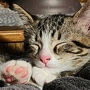 Stitch joined the competition — help win amazing prizes! cat, kitten, sleeping, close_up, paw, pink_nose, tabby, fur, whiskers, cozy, blanket, cute, nap, indoor, pet, animal, face, ears, relaxed, soft
