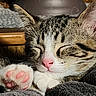 cat, kitten, sleeping, close_up, paw, pink_nose, tabby, fur, whiskers, cozy, blanket, cute, nap, indoor, pet, animal, face, ears, relaxed, soft