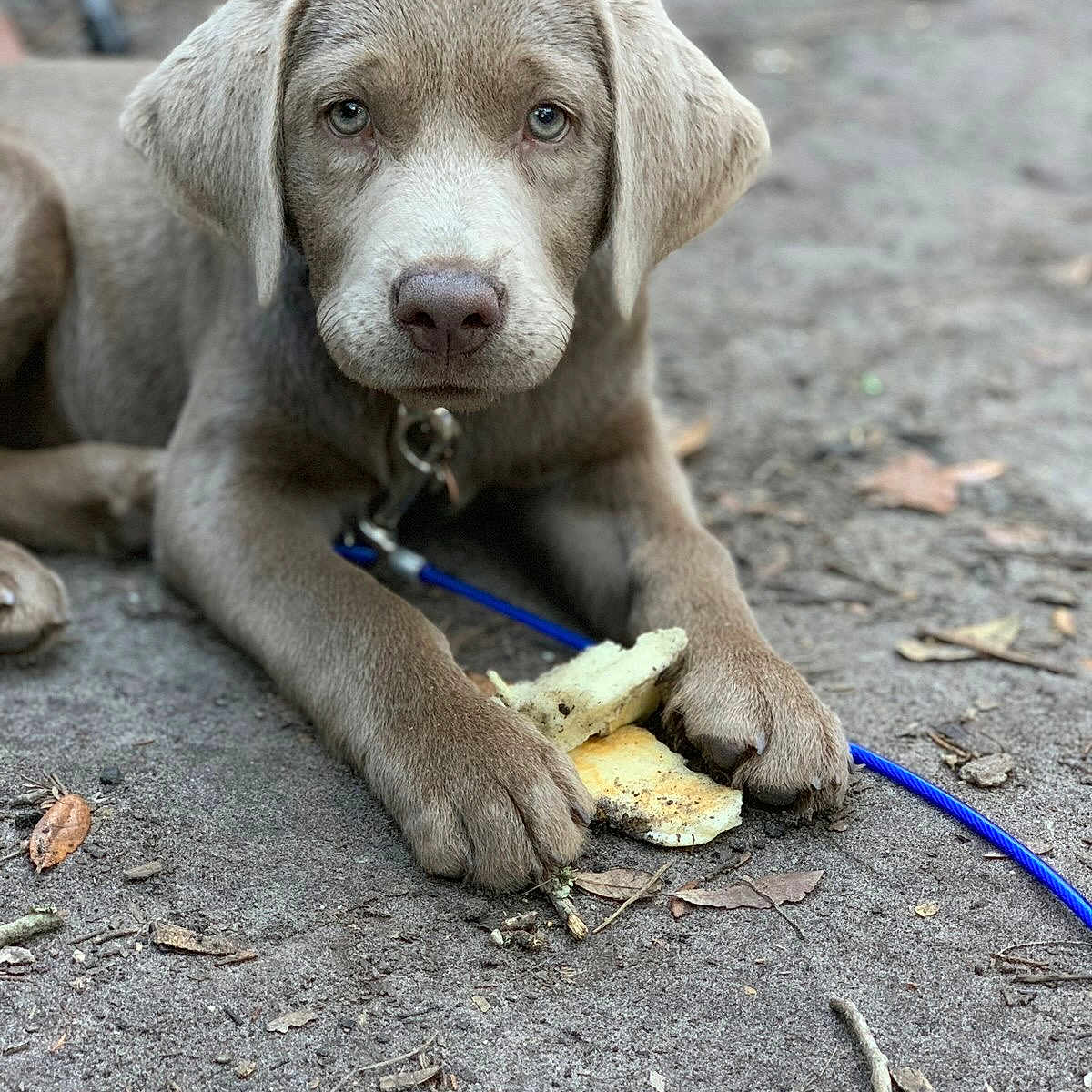 Georgia joined the competition — help win amazing prizes! accessories, animal, ball, bulldog, canine, dog, goldenretriever, hose, hound, labradorretriever, leash, pet, pitbull, puppy, snout, sport, strap, tennis, tennisball, whitedog