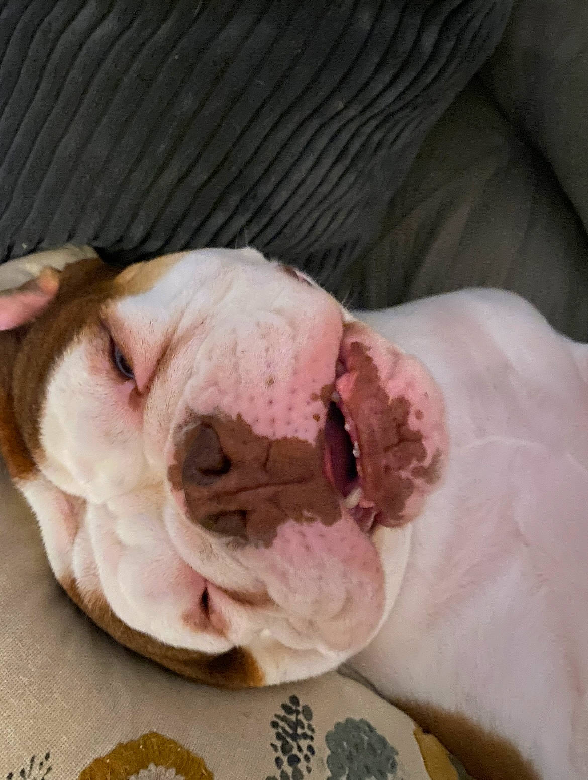 Charlie is registered to the contest to win money with this photo: bedding, bulldog, child, comfort, comfort_food, companion_dog, cuisine, dish, dog, flesh, food, fur, ingredient, linens, nail, recipe, window, wrinkle