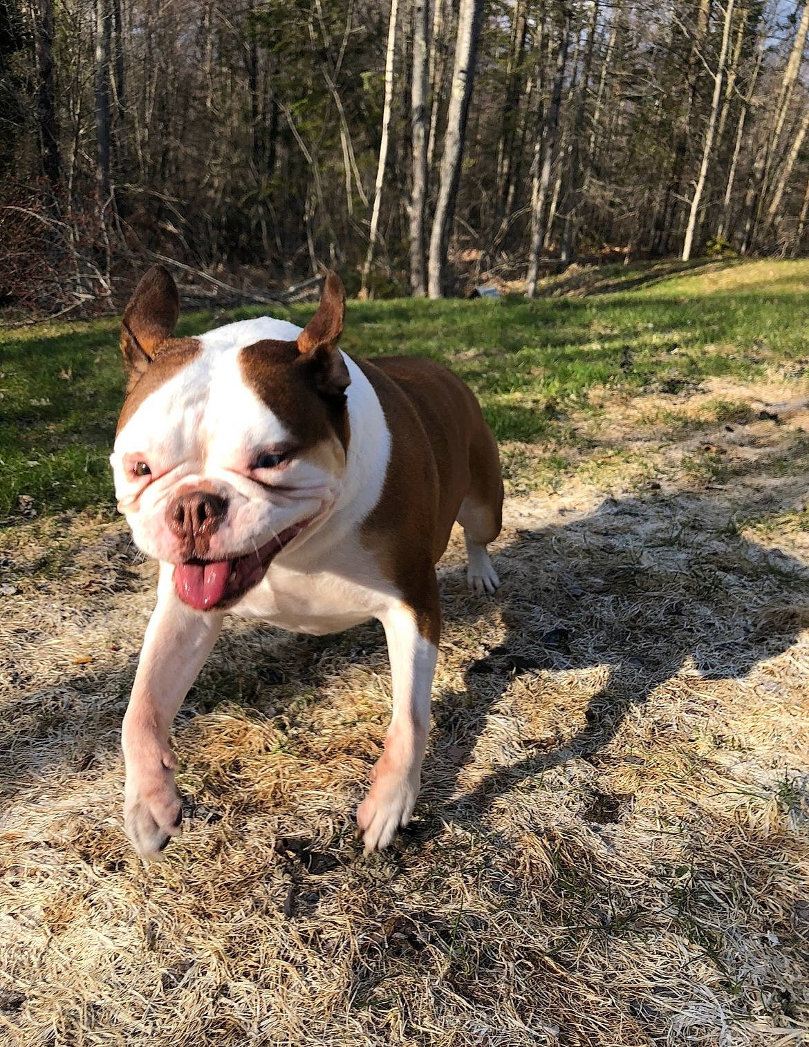 Charlie is registered to the contest to win money with this photo: boston_terrier, bulldog, canidae, carnivore, companion_dog, dog, dog_breed, fawn, forest, grass, landscape, molosser, plant, snout, soil, sporting_group, tail, terrestrial_animal, tree, wood