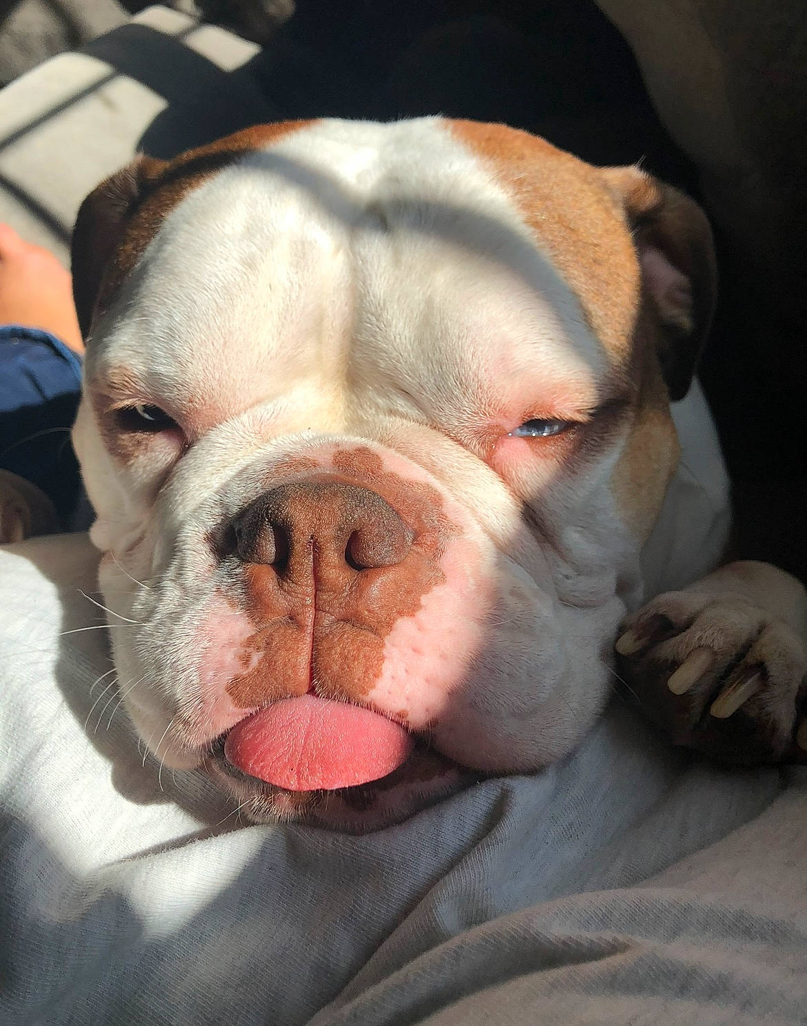 Charlie is registered to the contest to win money with this photo: ancient_dog_breeds, bulldog, canidae, carnivore, close_up, comfort, companion_dog, dog, dog_breed, fawn, fur, molosser, non_sporting_group, peach, snout, sporting_group, terrestrial_animal, whiskers, working_animal, wrinkle