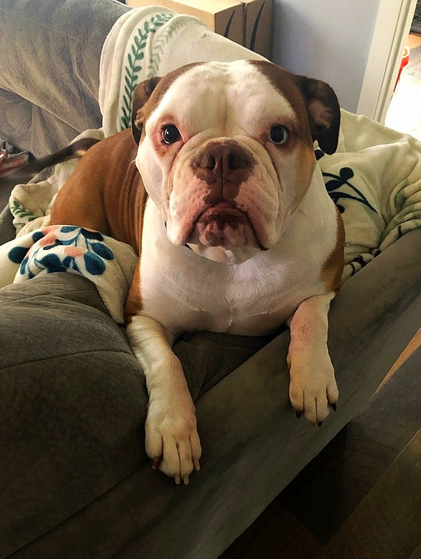 Charlie is registered to the contest to win money with this photo: bulldog, carnivore, comfort, companion_dog, dog, dog_breed, dorset_olde_tyme_bulldogge, fawn, flooring, molosser, non_sporting_group, snout, sporting_group, terrestrial_animal, toy_dog, white_english_bulldog, wood, working_animal, wrinkle