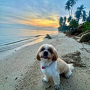 Kao Niaw participe au concours pour gagner de l'argent avec cette photo : dog, beach, sunset, sand, sea, ocean, palm_trees, sky, clouds, water, pet, collar, small_dog, nature, outdoor, coast, tropical, scenic, cute, animal
