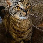 Dean joined the competition — help win amazing prizes! animal, blanket, carpet, cat, closeup, cozy, curious, domestic_cat, feline, fur, home, indoor, pet, portrait, relaxed, soft_texture, striped, tabby, whiskers, yellow_eyes
