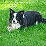 Tesla a rejoint le concours — aidez-le/la à gagner de superbes lots ! dog, border_collie, grass, green, outdoor, pet, animal, lying_down, heterochromia, black_and_white, fur, nature, canine, mammal, alert, calm, summer, daylight, park, resting