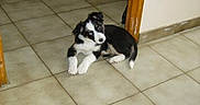 Tesla a rejoint le concours — aidez-le/la à gagner de superbes lots ! puppy, dog, black_and_white, tile_floor, indoor, curious, lying_down, young_dog, door_frame, pet, animal, ears, floor, small_dog, canine, resting, looking, cute, domestic, house