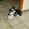 puppy, dog, black_and_white, tile_floor, indoor, curious, lying_down, young_dog, door_frame, pet, animal, ears, floor, small_dog, canine, resting, looking, cute, domestic, house