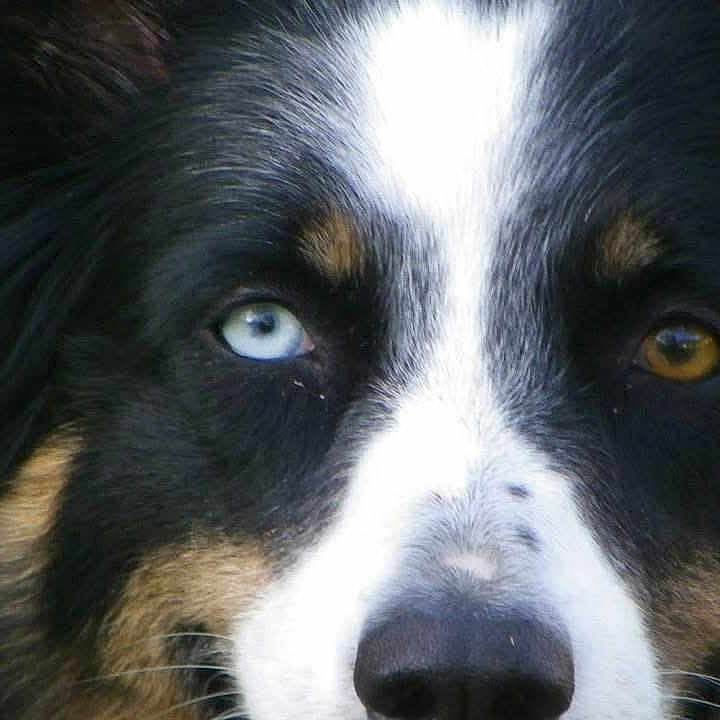 Tesla participe au concours pour gagner de l'argent avec cette photo : dog, close_up, face, heterochromia, blue_eye, brown_eye, fur, animal, pet, muzzle, snout, whiskers, black_fur, white_fur, tan_fur, portrait, canine, expression, nose, ears