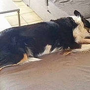 Tesla a rejoint le concours — aidez-le/la à gagner de superbes lots ! dog, black, white, couch, indoor, tile_floor, table, resting, sleeping, pet, fur, animal, relaxed, comfort, living_room, home, canine, side_view, laying_down, domestic