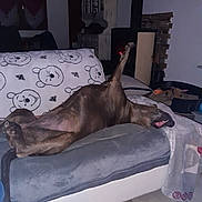 Toxy a rejoint le concours — aidez-le/la à gagner de superbes lots ! dog, couch, blanket, living_room, relaxing, sprawled, pet, canine, fur, tile_floor, home, indoor, furniture, sleeping, paw, leg, funny_pose, cozy, blanket_pattern, household