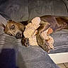 dog, couch, stuffed_animal, plush_toy, brown_dog, indoor, relaxed, pet, animal, cozy, furniture, lying_down, comfort, soft_texture, home, floor, paw, toy, resting, domestic