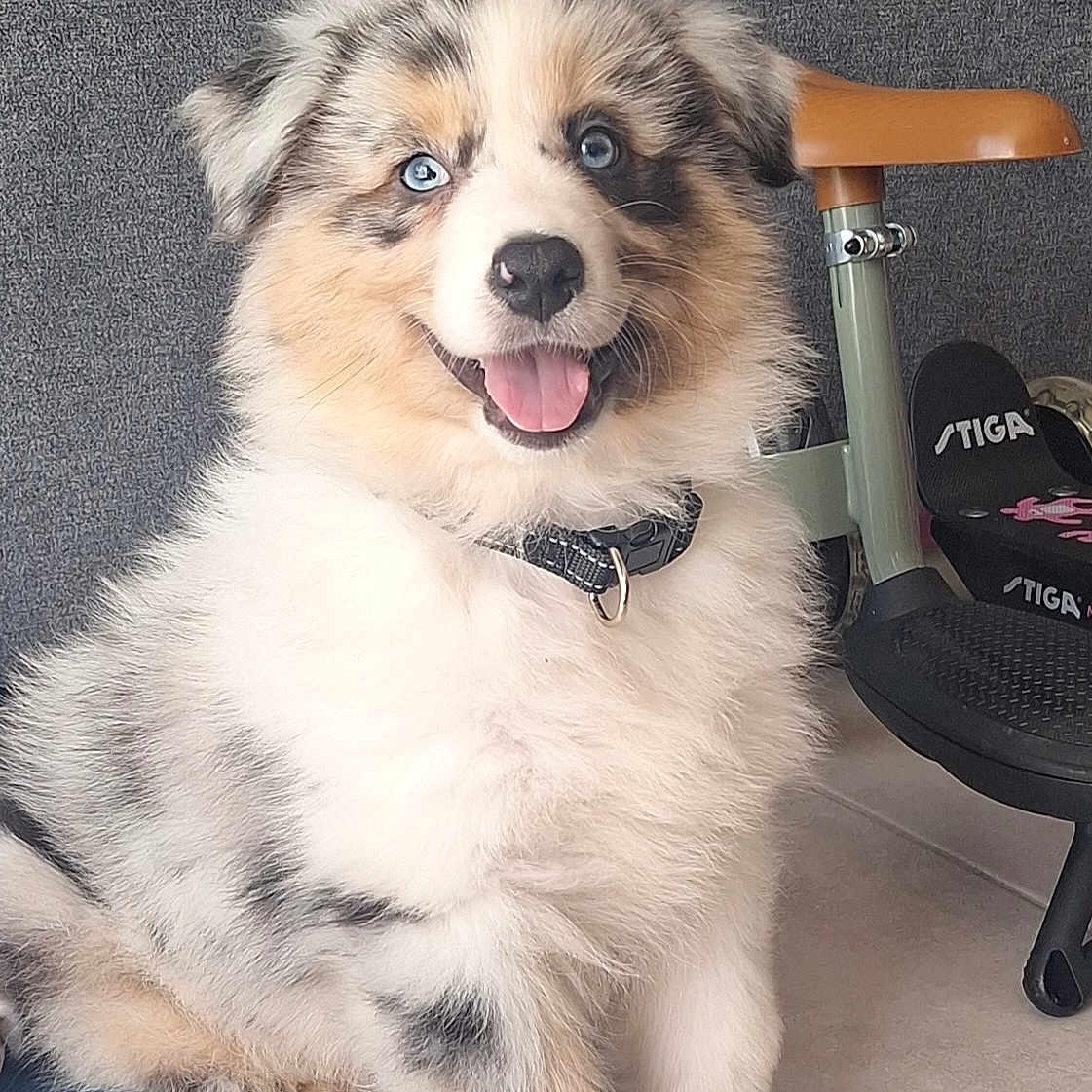 Aura participe au concours pour gagner de l'argent avec cette photo : animal, australian_shepherd, blue_eyes, collar, cute, dog, domestic_animal, floor, fluffy, fur, happy, indoor, pet, portrait, puppy, scooter, sitting, smiling, toy, young
