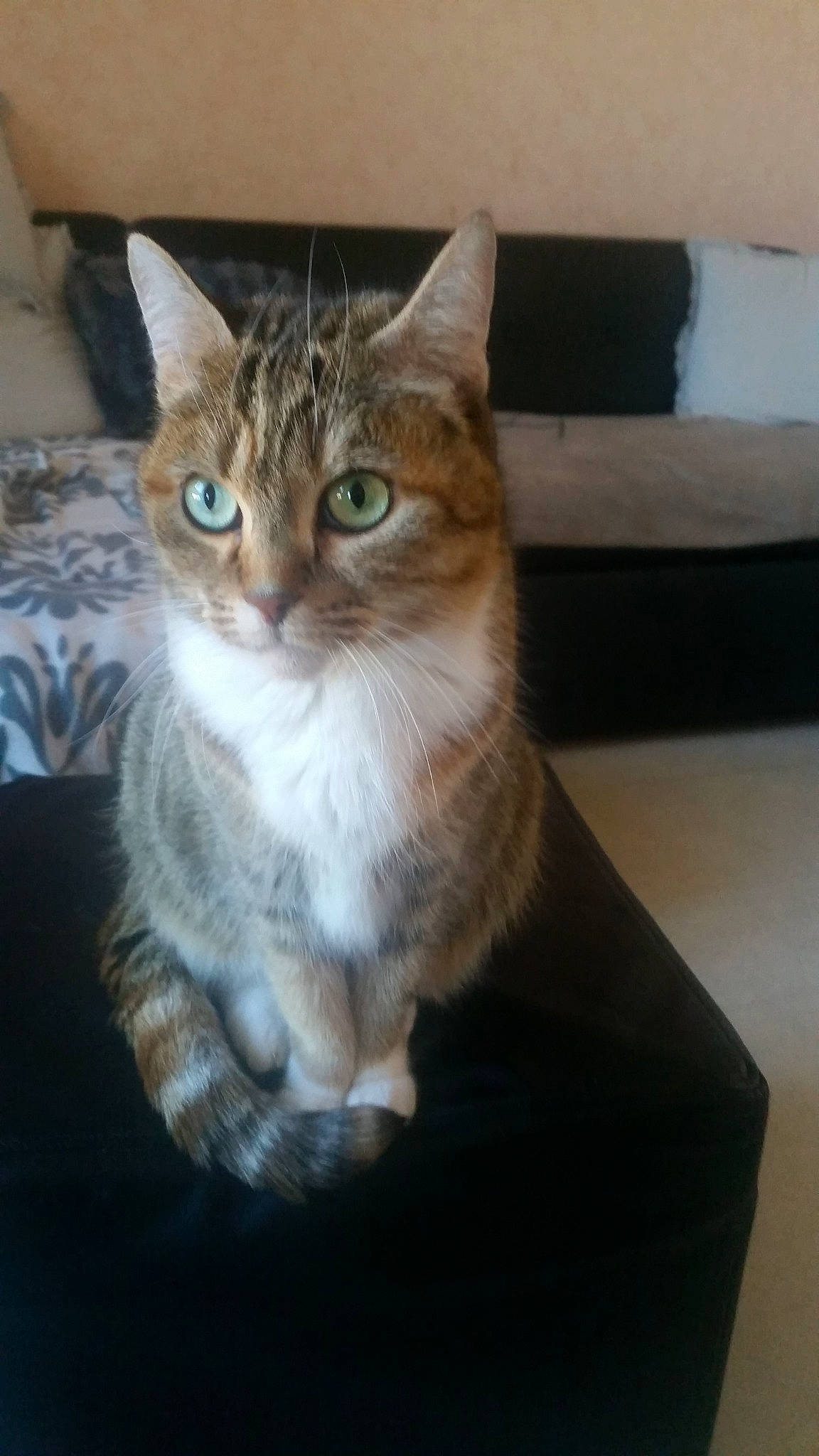 Rabougris participe au concours pour gagner de l'argent avec cette photo : aegean_cat, american_bobtail, american_shorthair, american_wirehair, asian, australian_mist, carnivore, cat, domestic_short_haired_cat, dragon_li, european_shorthair, fawn, felidae, kitten, mammal, siberian, small_to_medium_sized_cats, tabby_cat, vertebrate, whiskers