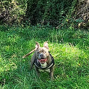 Maya a rejoint le concours — aidez-le/la à gagner de superbes lots ! animal, bulldog, canine, dog, face, frenchbulldog, grass, green, head, land, nature, outdoors, person, pet, photography, plant, puppy, tree, vegetation, woodland