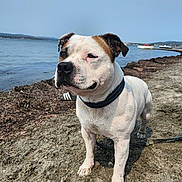 Saxo a rejoint le concours — aidez-le/la à gagner de superbes lots ! dog, beach, sand, water, collar, outdoor, pet, canine, coast, shore, animal, daylight, nature, sea, sky, leash, brown_patch, white_fur, portrait, standing