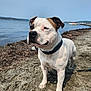 dog, beach, sand, water, collar, outdoor, pet, canine, coast, shore, animal, daylight, nature, sea, sky, leash, brown_patch, white_fur, portrait, standing