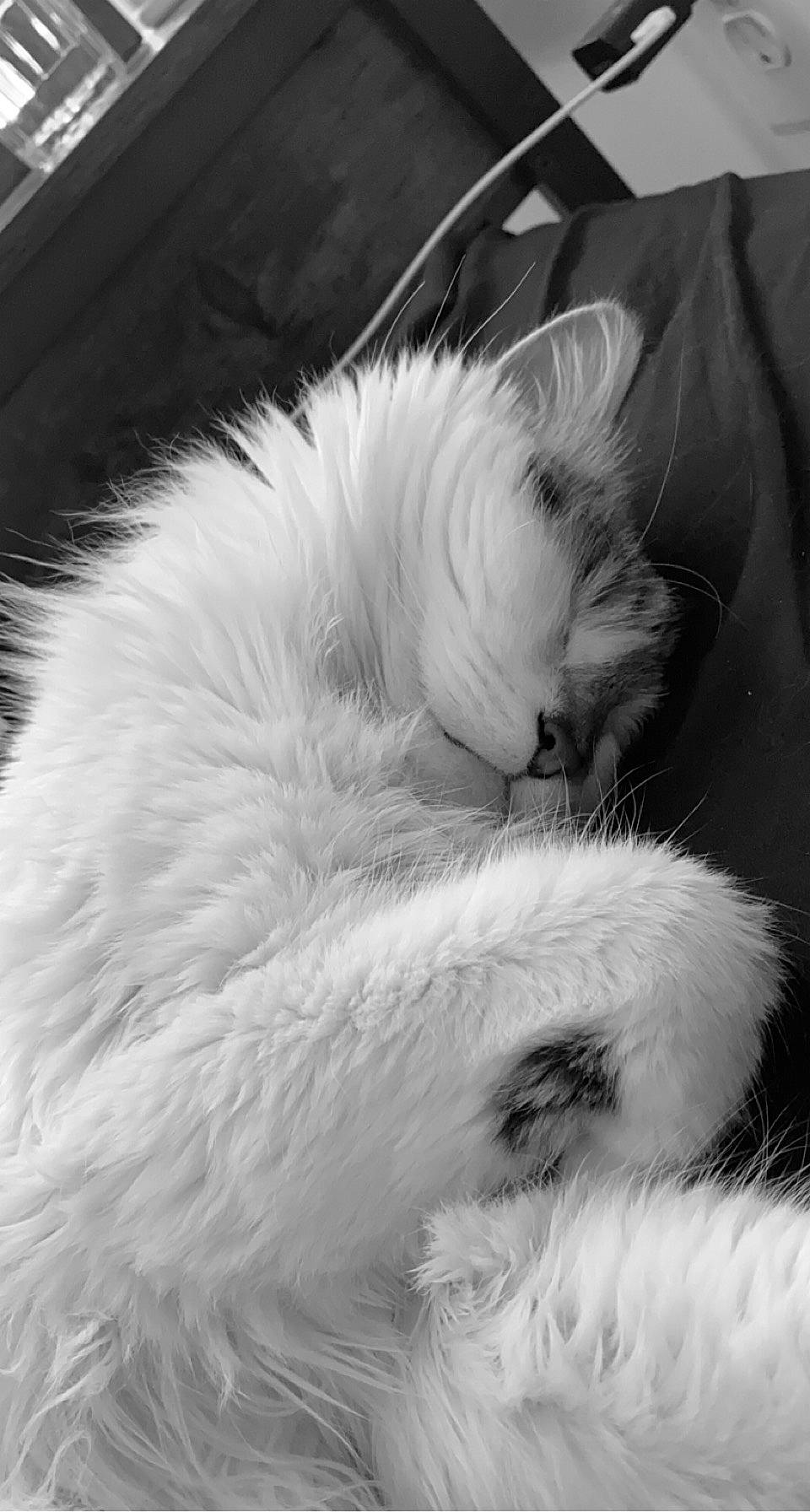 Mavrick joined the competition — help win amazing prizes! bed, canidae, carnivore, cat, claw, comfort, companion_dog, dog_breed, eye, feather, felidae, fur, monochrome, monochrome_photography, paw, ragdoll, small_to_medium_sized_cats, snout, tail, whiskers