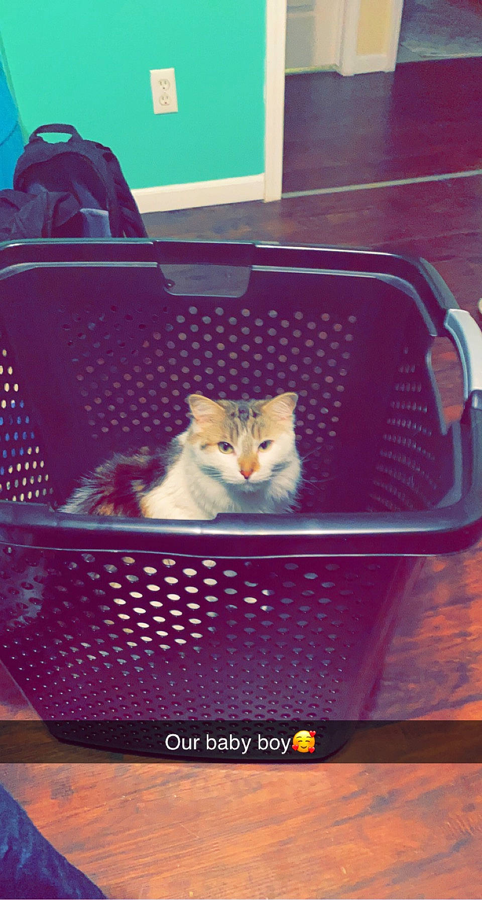 Mavrick is registered to the contest to win money with this photo: bag, baggage, basket, black, box, carnivore, cat, cat_supply, comfort, fawn, felidae, light, luggage_and_bags, magenta, product, purple, shipping_box, small_to_medium_sized_cats, whiskers, white