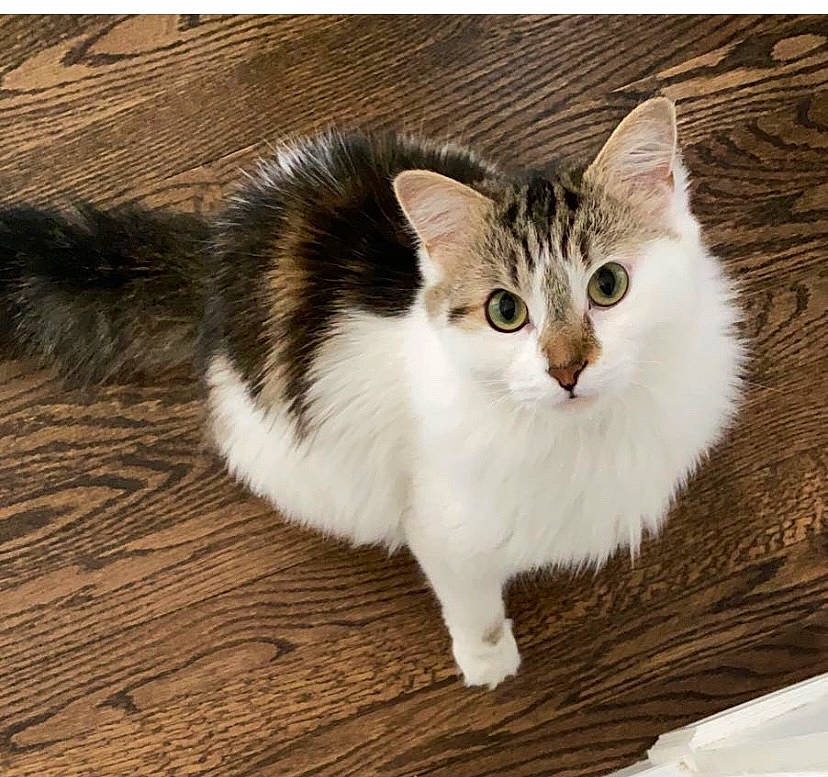 Mavrick is registered to the contest to win money with this photo: carnivore, cat, claw, domestic_short_haired_cat, fawn, felidae, flooring, fur, hardwood, paw, photo_caption, rectangle, small_to_medium_sized_cats, snout, tail, terrestrial_animal, whiskers, wood, wood_flooring