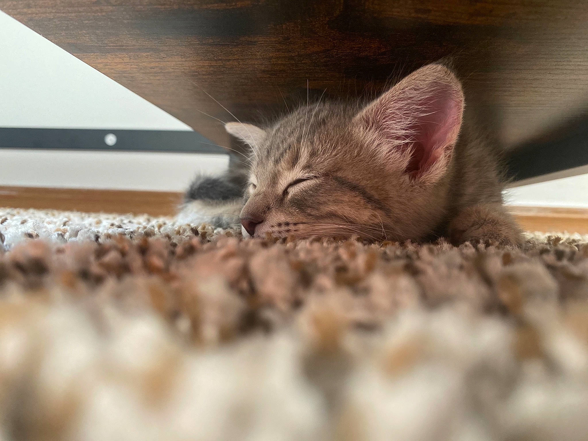 Tucker joined the competition — help win amazing prizes! carnivore, cat, claw, comfort, domestic_short_haired_cat, eye, fawn, felidae, fur, nap, paw, sleep, small_to_medium_sized_cats, snout, tail, terrestrial_animal, whiskers, wildlife, wood