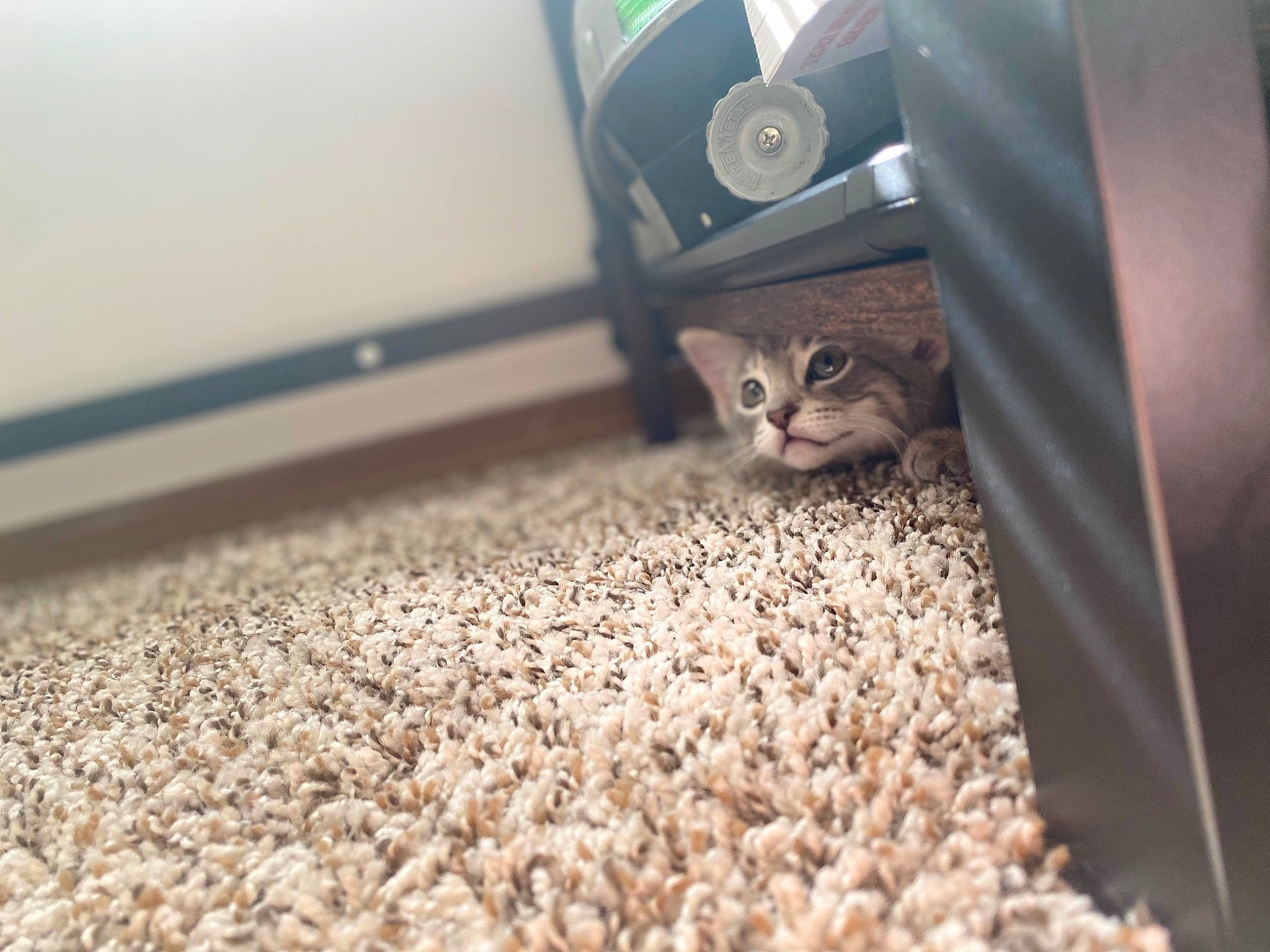 Tucker is registered to the contest to win money with this photo: carnivore, carpet, cat, comfort, domestic_short_haired_cat, fawn, felidae, floor, flooring, fur, grass, plant, road_surface, small_to_medium_sized_cats, snout, soil, tail, terrestrial_animal, whiskers, wood