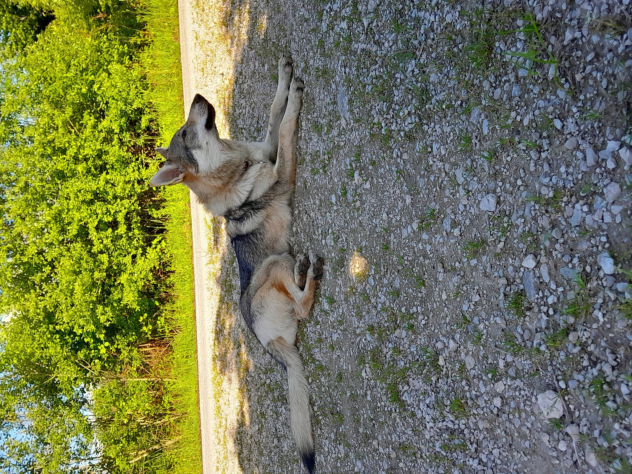 Unik participe au concours pour gagner de l'argent avec cette photo : art, canidae, canis, carnivore, dog, dog_breed, fawn, grass, plant, road_surface, snout, sporting_group, tail, terrestrial_animal, tree, trunk, twig, wildlife, wolf, wood