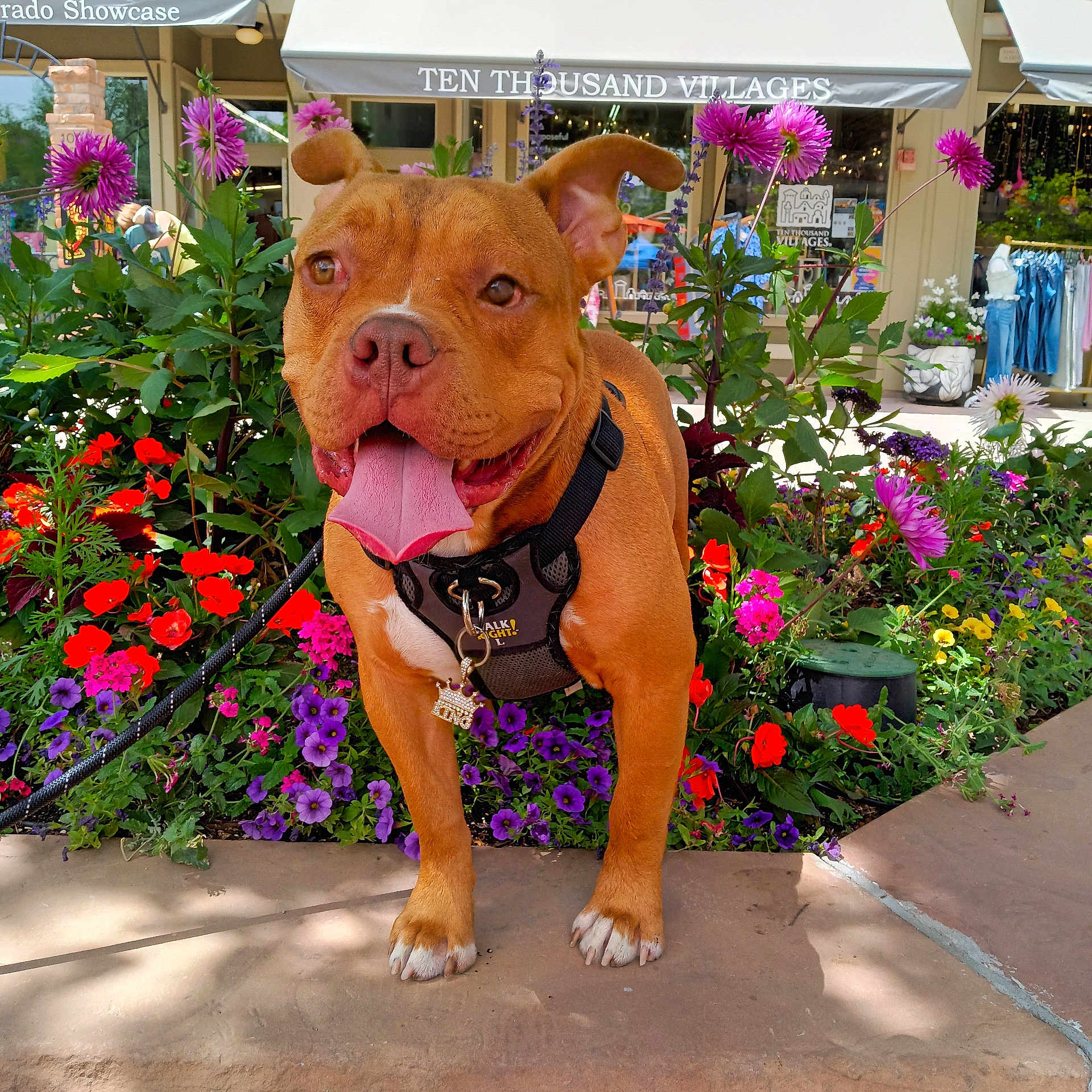 Kng joined the competition — help win amazing prizes! animal, bulldog, canine, dog, flower, flowerarrangement, garden, geranium, jar, nature, outdoors, pet, petal, plant, planter, pottedplant, pottery, purple, summer, vase