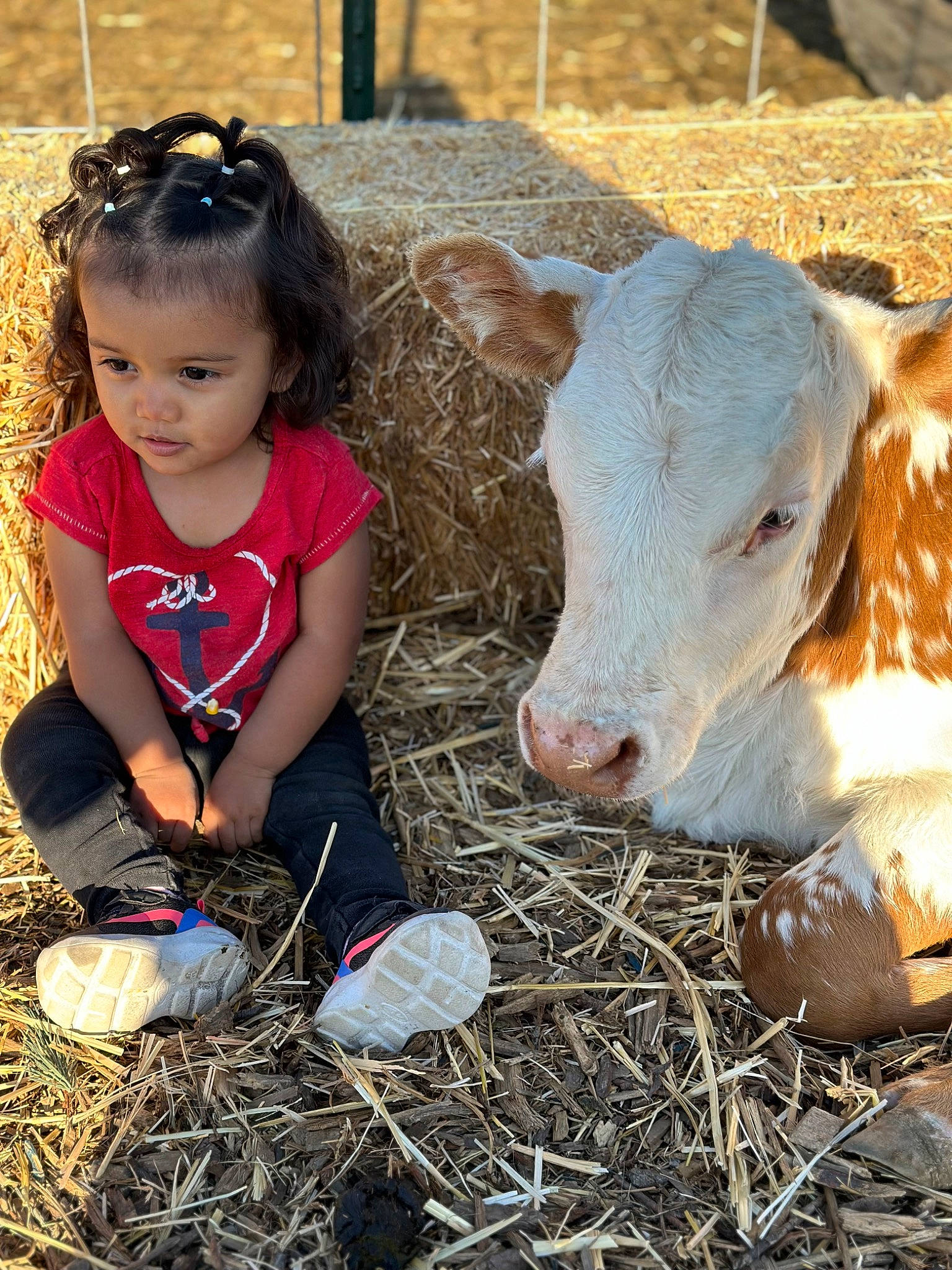 Ellianna joined the competition — help win amazing prizes! adaptation, agriculture, baby_toddler_clothing, fawn, fur, goggles, grass, grass_family, hay, human_leg, landscape, livestock, pasture, person, sharing, snout, soil, sunglasses, terrestrial_animal, toddler