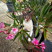 Noisette participe au concours pour gagner de l'argent avec cette photo : cat, plant, flower, pink_flower, green_leaf, pot, outdoor, garden, curious, animal, pet, nature, foliage, closeup, sitting, eyes, whiskers, fur, branch, ground