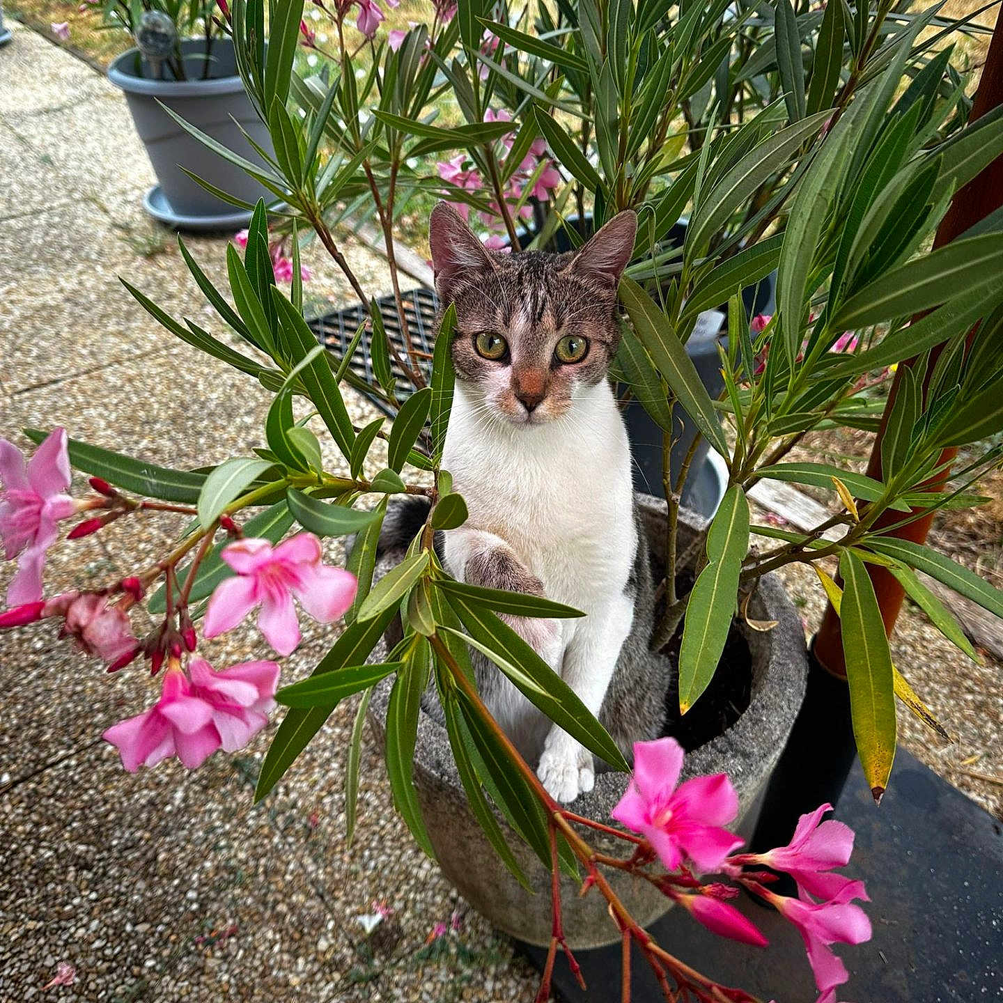 Noisette participe au concours pour gagner de l'argent avec cette photo : animal, branch, cat, closeup, curious, eyes, flower, foliage, fur, garden, green_leaf, ground, nature, outdoor, pet, pink_flower, plant, pot, sitting, whiskers