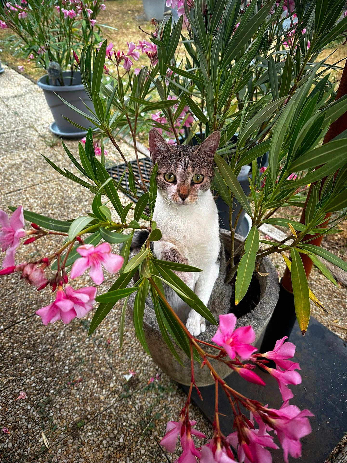 Noisette participe au concours pour gagner de l'argent avec cette photo : cat, plant, flower, pink_flower, green_leaf, pot, outdoor, garden, curious, animal, pet, nature, foliage, closeup, sitting, eyes, whiskers, fur, branch, ground