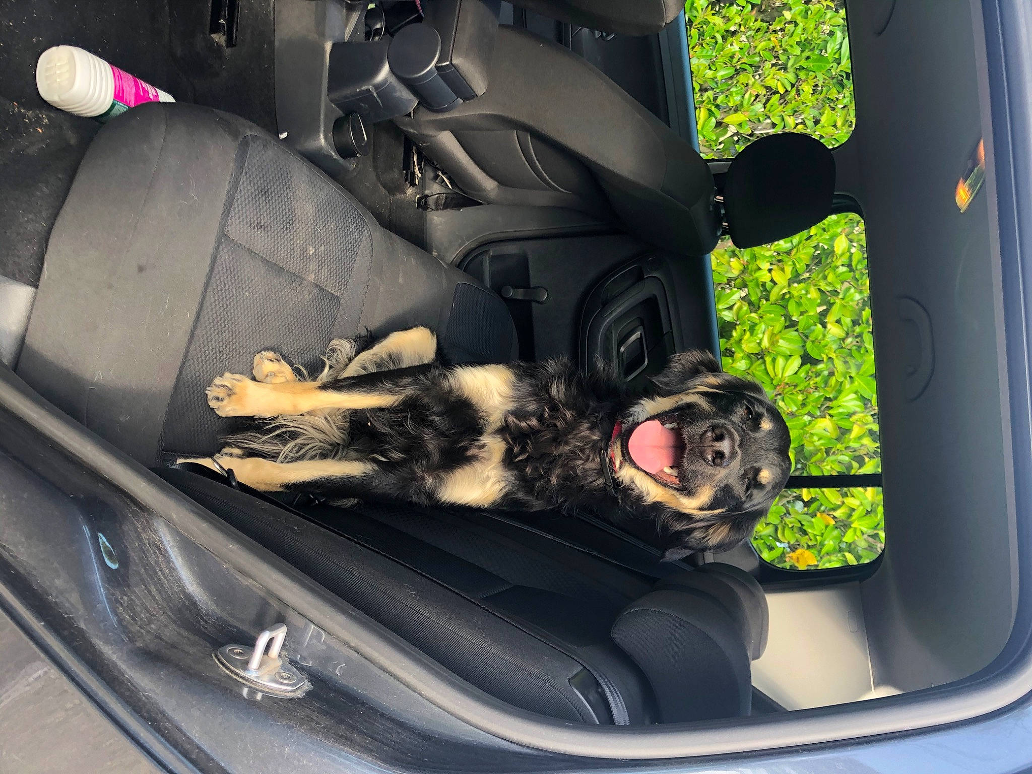 Poppy a rejoint le concours — aidez-le/la à gagner de superbes lots ! auto_part, canidae, car, car_seat, car_seat_cover, carnivore, companion_dog, dog, family_car, vehicle, vehicle_door