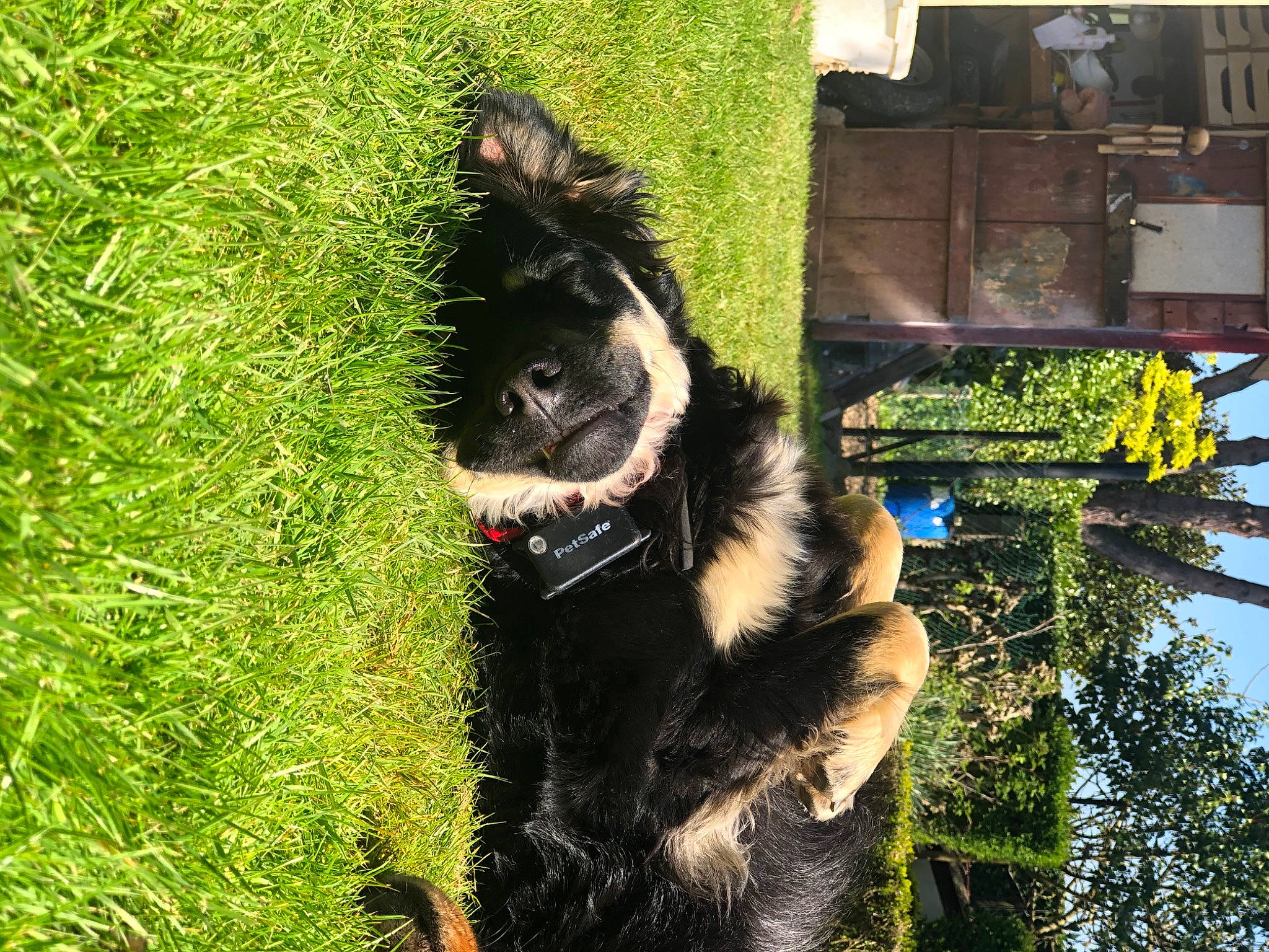 Poppy a rejoint le concours — aidez-le/la à gagner de superbes lots ! bohemian_shepherd, canidae, carnivore, dog, dog_breed, grass, mammal, plant, sporting_group, vertebrate