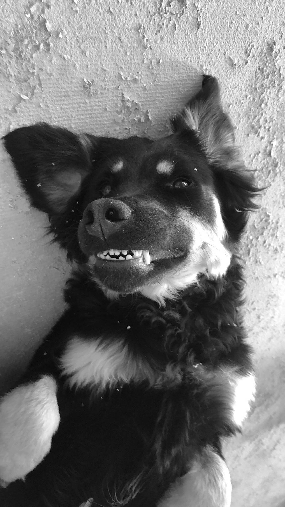 Poppy a rejoint le concours — aidez-le/la à gagner de superbes lots ! australian_shepherd, black, black_and_white, bohemian_shepherd, border_collie, canidae, carnivore, dog, dog_breed, ear, monochrome, monochrome_photography, nose, puppy, rare_breed_dog, snout, sporting_group