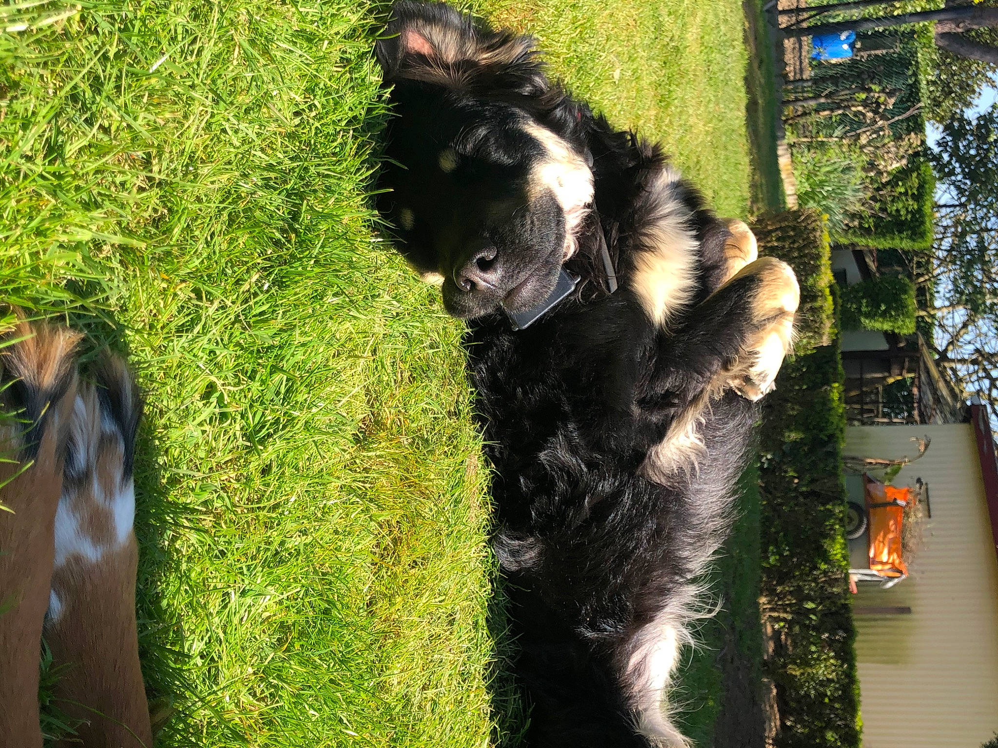 Poppy a rejoint le concours — aidez-le/la à gagner de superbes lots ! canidae, carnivore, dog_breed, fur, plant, sporting_group, tail