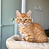 cat, kitten, orange_tabby, feline, pet, animal, fur, whiskers, ears, eyes, soft, cozy, bed, indoor, portrait, cute, young, fluffy, resting, curious