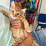 Oliver participe au concours pour gagner de l'argent avec cette photo : kitten, orange_cat, pet, holding, hand, person, light_green_shirt, denim_shorts, stuffed_toys, background, indoor, furniture, chair, whiskers, pink_nose, claws, cute, relaxed, animal, cozy
