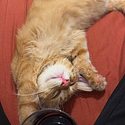 Oliver a rejoint le concours — aidez-le/la à gagner de superbes lots ! cat, orange_tabby, pet, sleeping, relaxed, paw, fur, whiskers, pink_nose, glass, dark_liquid, red_background, indoor, cozy, closeup, animal, feline, resting, cute, domestic_animal