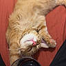 cat, orange_tabby, pet, sleeping, relaxed, paw, fur, whiskers, pink_nose, glass, dark_liquid, red_background, indoor, cozy, closeup, animal, feline, resting, cute, domestic_animal