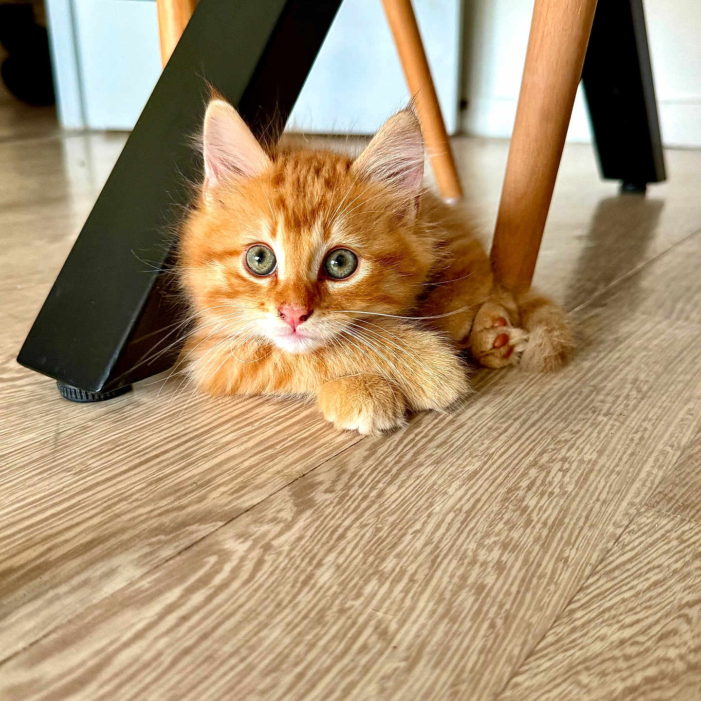 Oliver a rejoint le concours — aidez-le/la à gagner de superbes lots ! kitten, orange_cat, cat, pet, animal, feline, floor, wood_floor, chair_leg, indoor, cute, young, fur, whiskers, paws, playful, domestic_animal, curious, resting, small